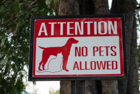 Donʼt get collared by poor ‘no petʼ policies
