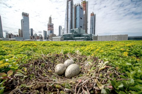 Javits Center cracks the code for green living in the city